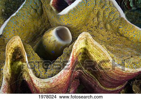 Picture - Indo-Pacific Sergeant Major Egg Mass on shell of Giant Tridacna Clam (Tridacna Gigas); Fiji. Fotosearch