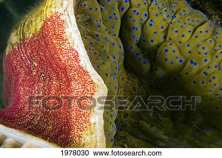 Stock Image - Indo-Pacific Sergeant Major Egg Mass on shell of giant Tridacna Clam (Tridacna Gigas); Fiji. Fotosearch
