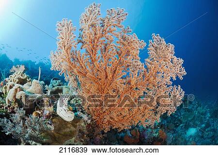 Stock Photo - Indonesia, A gorgonian coral tree dominates this underwater scene.. Fotosearch