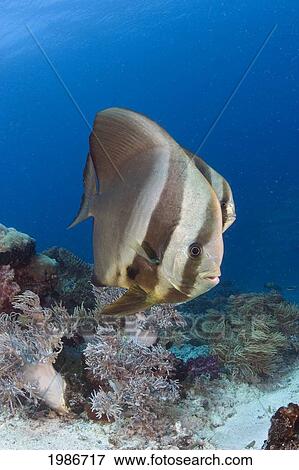 Stock Photo - Indonesia, A Pair Of Circular Batfish (Platax Orbicularis). Fotosearch