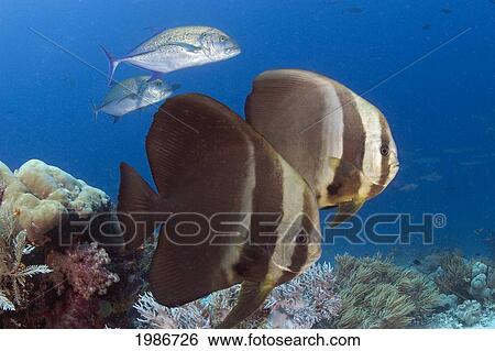Stock Photograph - Indonesia, A Pair Of Circular Batfish (Platax Orbicularis) And A Pair Of Blue Jacks. Fotosearch
