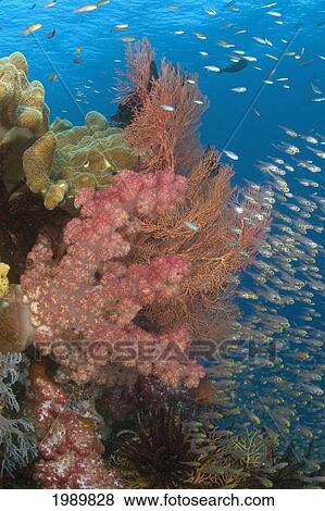 Indonesia, Alconarian Coral And Schooling Yellow Sweepers (Pempheris Ransonneti) Dominate This Reef Scene. View Large Photo Image Stock Photo - Indonesia, Alconarian Coral And Schooling Yellow Sweepers (Pempheris Ransonneti) Dominate This Reef Scene.. Fotosearch