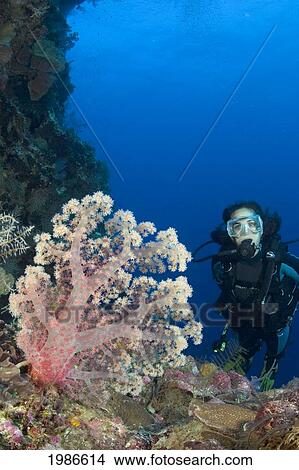 Picture - Indonesia, Alcyonarian Coral Dominate This Reef Scene With A Diver.. Fotosearch