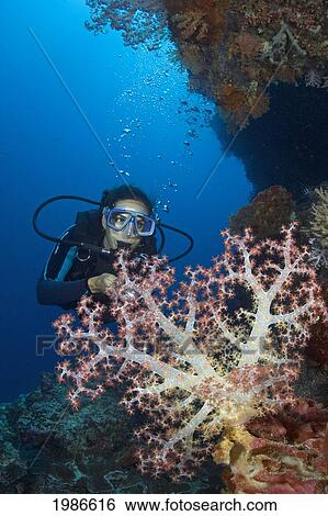 Stock Photograph - Indonesia, Alcyonarian Coral Dominate This Reef Scene With A Diver.. Fotosearch