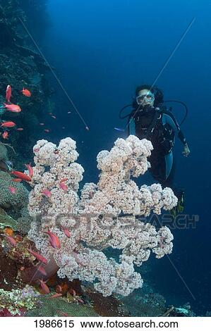 Stock Photography - Indonesia, Alcyonarian Coral Dominate This Reef Scene With A Diver.. Fotosearch