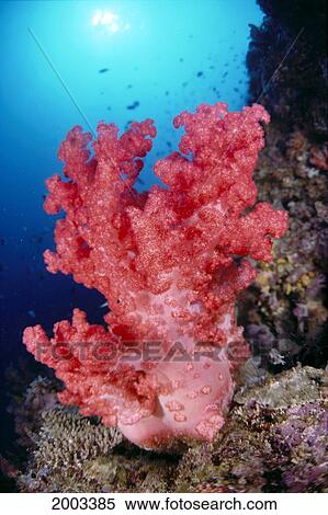 Indonesia, Alcyonarian Coral Large Pink, Reef Scene In Blue Ocean With Sunburst View Large Photo Image Stock Photography - Indonesia, Alcyonarian Coral Large Pink, Reef Scene In Blue Ocean With Sunburst. Fotosearch