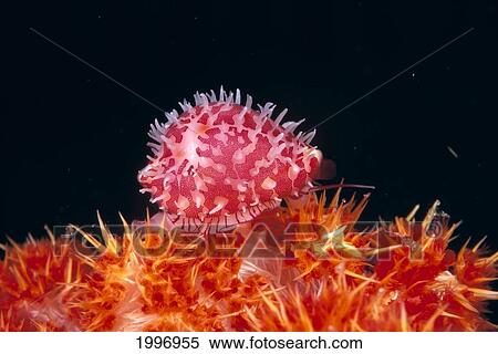 Indonesia, Allied Cowrie Shell (Diminovula Punctata) Eating Soft Coral, Close-Up Colorful Pink Orange A91C View Large Photo Image Stock Photography - Indonesia, Allied Cowrie Shell (Diminovula Punctata) Eating Soft Coral, Close-Up Colorful Pink Orange A91C. Fotosearch