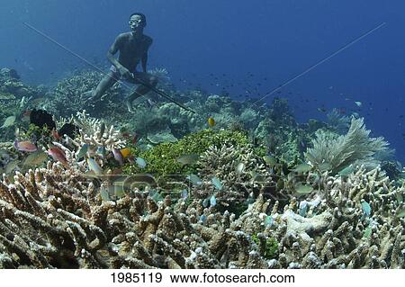 Indonesia, Alor, Native Diver Spearfishing On Lush Coral Reef. View Large Photo Image Stock Photo - Indonesia, Alor, Native Diver Spearfishing On Lush Coral Reef.. Fotosearch
