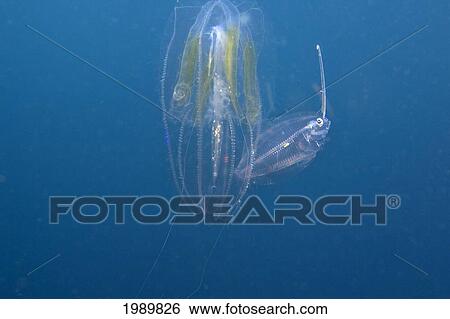 Stock Photograph - Indonesia, An Unknown Species Of Fish In It's Larval Stage Hiding Behind A Comb Jelly (Ctenophora).. Fotosearch