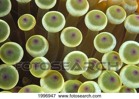 Indonesia, Anemone Tentacle (Entacmaea Sp? ) Extreme Close-Up Detail A90B View Large Photo Image Stock Photo - Indonesia, Anemone Tentacle (Entacmaea Sp? ) Extreme Close-Up Detail A90B. Fotosearch