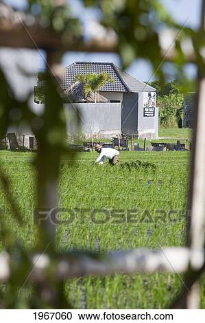 Stock Image - Indonesia, Bali, A Local Balinese Farmer Works In Rice Fields. Fotosearch