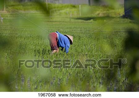 Indonesia, Bali, A Local Balinese Farmer Works In Rice Fields View Large Photo Image Stock Photo - Indonesia, Bali, A Local Balinese Farmer Works In Rice Fields. Fotosearch