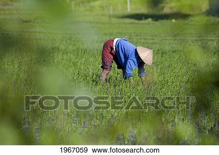 Stock Photo - Indonesia, Bali, A Local Balinese Farmer Works In Rice Fields. Fotosearch