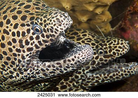 Indonesia, Bali, A pair of Honeycomb Moray eels (Gymnothorax favageneus). View Large Photo Image Stock Image - Indonesia, Bali, A pair of Honeycomb Moray eels (Gymnothorax favageneus).. Fotosearch