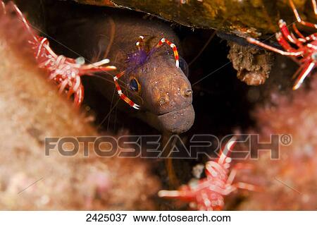 Indonesia, Bali, Banded boxer shrimp (Stenopus hispidus) checks a moray eel (Gymnothorax sp) for parasites View Large Photo Image Stock Photo - Indonesia, Bali, Banded boxer shrimp (Stenopus hispidus) checks a moray eel (Gymnothorax sp) for parasites. Fotosearch