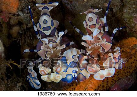 Indonesia, Bali, Blue variety; Tulumben, Harlequin Shrimp (Stenopus Pyronotu) View Large Photo Image Stock Image - Indonesia, Bali, Blue variety; Tulumben, Harlequin Shrimp (Stenopus Pyronotu). Fotosearch