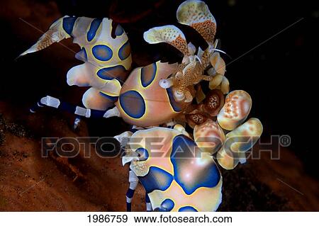 Indonesia, Bali, Blue variety; Tulumben, Harlequin Shrimp (Stenopus Pyronotu) View Large Photo Image Stock Photo - Indonesia, Bali, Blue variety; Tulumben, Harlequin Shrimp (Stenopus Pyronotu). Fotosearch