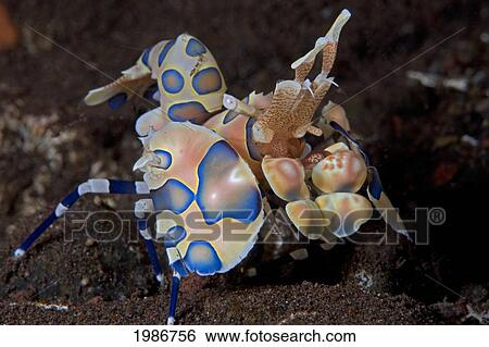 Stock Photograph - Indonesia, Bali, Blue variety; Tulumben, Harlequin Shrimp (Stenopus Pyronotu). Fotosearch