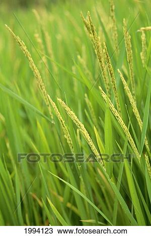 Indonesia, Bali, Close-Up Of Green Rice Plants View Large Photo Image Stock Image - Indonesia, Bali, Close-Up Of Green Rice Plants. Fotosearch
