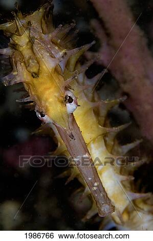 Stock Photograph - Indonesia, Bali, Close-up of Thorny Sea Horse; Tuumben. Fotosearch