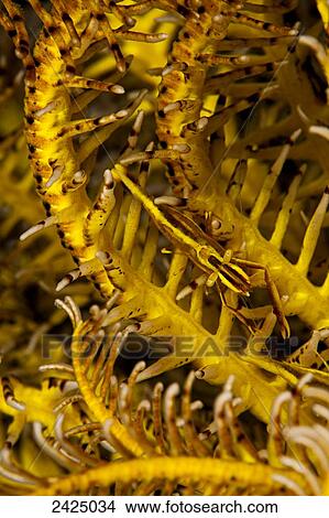 Picture - Indonesia, Bali, Commensal Shrimp (Periclimenes amboinensis) blends into its host crinoid (Oxycomanthus bennetti), also referred to as a Sea Lily or Feather Star.. Fotosearch