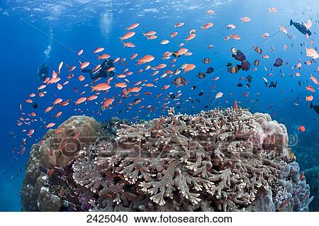 Stock Image - Indonesia, Bali, Crystal Bay, Hard corals, schooling anthias and other reef fish.. Fotosearch