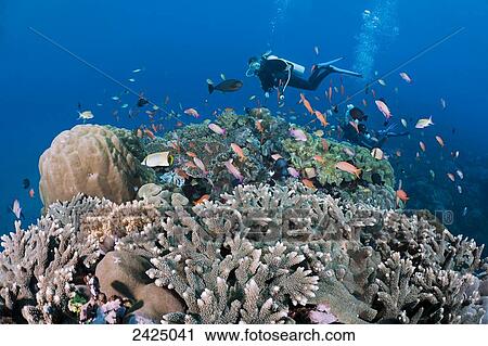 Indonesia, Bali, Crystal Bay, Hard corals, schooling anthias and other reef fish. View Large Photo Image Stock Image - Indonesia, Bali, Crystal Bay, Hard corals, schooling anthias and other reef fish.. Fotosearch