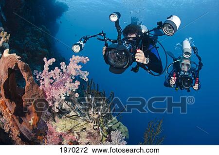 Stock Image - Indonesia, Bali, Divers Photographing A Crinoid And Soft Coral. Fotosearch