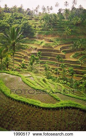 Stock Photo - Indonesia, Bali, Indonesia, Rice Terraces On Hillside, Distant View, Palm Trees.. Fotosearch