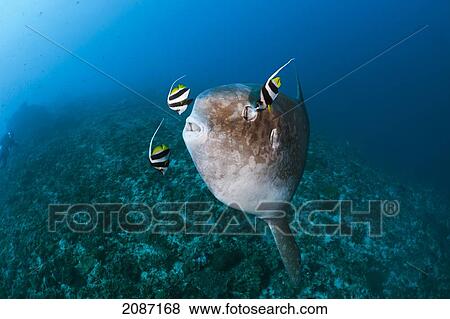 Stock Photo - Indonesia, Bali Island, Nusa Penida, Crystal Bay, Ocean Sunfish (Mola mola) being cleaned by Longfin Bannerfish (Heniochus acuminatus). Fotosearch