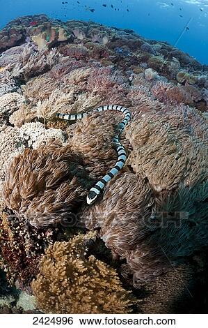 Stock Photograph - Indonesia, Bali Island, Nusa Penida, the Banded Sea Krait or Yellow-lipped Sea Krait (Laticauda colubrina). Fotosearch