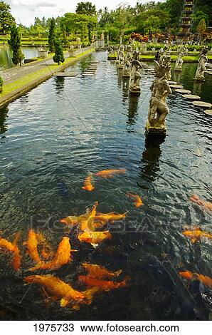 Indonesia, Bali, Koi Fish In Pond; Karangasem, Tirtagangga Water Palace Gardens View Large Photo Image Stock Image - Indonesia, Bali, Koi Fish In Pond; Karangasem, Tirtagangga Water Palace Gardens. Fotosearch