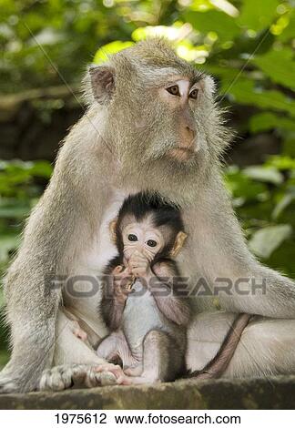 Stock Image - Indonesia, Bali, Macaque Monkey With Baby; Ubud. Fotosearch