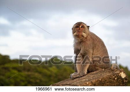 Indonesia, Bali, Macaque Rests Atop A Wall Of The Temple Overlooking The Cliffs At Uluwatu At Sunset View Large Photo Image Stock Image - Indonesia, Bali, Macaque Rests Atop A Wall Of The Temple Overlooking The Cliffs At Uluwatu At Sunset. Fotosearch