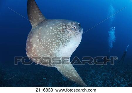 Stock Image - Indonesia, Bali, Nusa Penida, Crystal Bay, Ocean Sunfish (Mola mola). Fotosearch