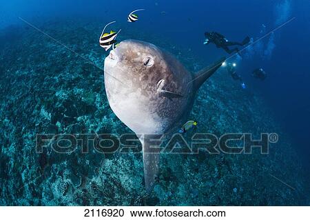 Indonesia, Bali, Nusa Penida, Crystal Bay, Ocean Sunfish (Mola mola) being cleaned by an angelfish and a longfin bannerfish. View Large Photo Image Stock Image - Indonesia, Bali, Nusa Penida, Crystal Bay, Ocean Sunfish (Mola mola) being cleaned by an angelfish and a longfin bannerfish.. Fotosearch