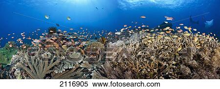 Indonesia, Bali, Nusa Penida, Crystal Bay, Table coral, schooling anthias and manta rays in a reef scene. View Large Photo Image Stock Photography - Indonesia, Bali, Nusa Penida, Crystal Bay, Table coral, schooling anthias and manta rays in a reef scene.. Fotosearch