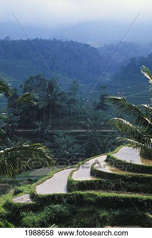 Stock Photo - Indonesia, Bali, Overview Of Rice Terraces, Wet And Muddy To Prepare For Planting. Fotosearch