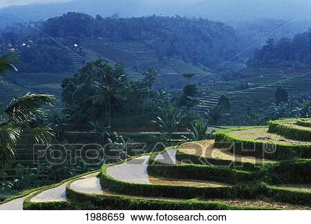 Stock Photo - Indonesia, Bali, Overview Of Rice Terraces, Wet And Muddy To Prepare For Planting. Fotosearch