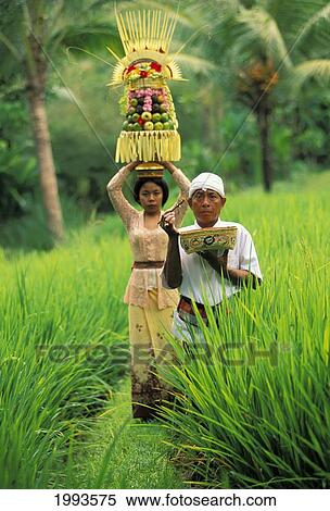 Stock Photography - Indonesia, Bali, Priest And Local Woman With Food Offering Atop Her Head Walk In Rice Fields No Model Release. Fotosearch