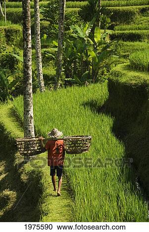 Indonesia, Bali, Rice Paddies, Worker Carrying Shoulder Baskets. View Large Photo Image Stock Image - Indonesia, Bali, Rice Paddies, Worker Carrying Shoulder Baskets.. Fotosearch