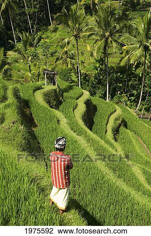 Indonesia, Bali, Rice Paddies, Worker In Foreground. View Large Photo Image Stock Image - Indonesia, Bali, Rice Paddies, Worker In Foreground.. Fotosearch