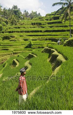 Stock Image - Indonesia, Bali, Rice Paddies, Worker In Foreground.. Fotosearch