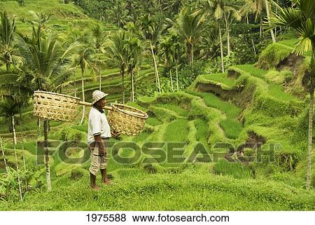 Stock Photo - Indonesia, Bali, Rice Paddies, Worker Carrying Shoulder Baskets.. Fotosearch