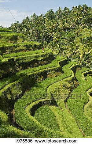 Indonesia, Bali, Rice Paddies, Worker In Background. View Large Photo Image Stock Photograph - Indonesia, Bali, Rice Paddies, Worker In Background.. Fotosearch