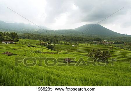 Stock Photography - Indonesia, Bali, Rice Terraces, Tabanan.. Fotosearch
