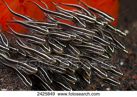 Stock Photo - Indonesia, Bali, School of Striped Catfish.. Fotosearch