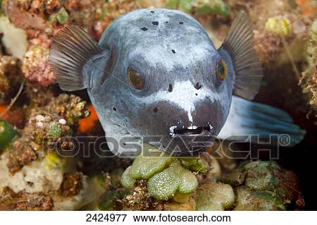 Indonesia, Bali, The Black Spotted Puffer resting on a reef. View Large Photo Image Stock Photo - Indonesia, Bali, The Black Spotted Puffer resting on a reef.. Fotosearch