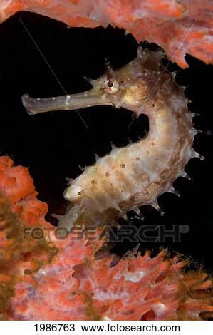 Indonesia, Bali, Thorny Sea Horse in Sponge; Tuumben View Large Photo Image Stock Image - Indonesia, Bali, Thorny Sea Horse in Sponge; Tuumben. Fotosearch