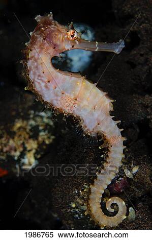 Indonesia, Bali, Thorny Sea Horse in Sponge; Tuumben View Large Photo Image Stock Photography - Indonesia, Bali, Thorny Sea Horse in Sponge; Tuumben. Fotosearch